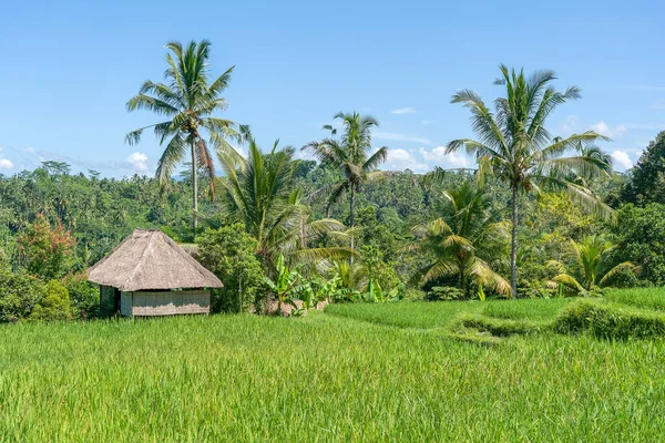 Landskap Med Gröna Risfält Halmhus Och Palmer Solig Dag Bali — Stockfoto