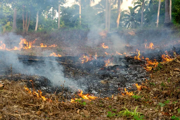 Bush Tűz Trópusi Erdőben Sziget Koh Phangan Thaiföld Közelről Pálmafa — Stock Fotó