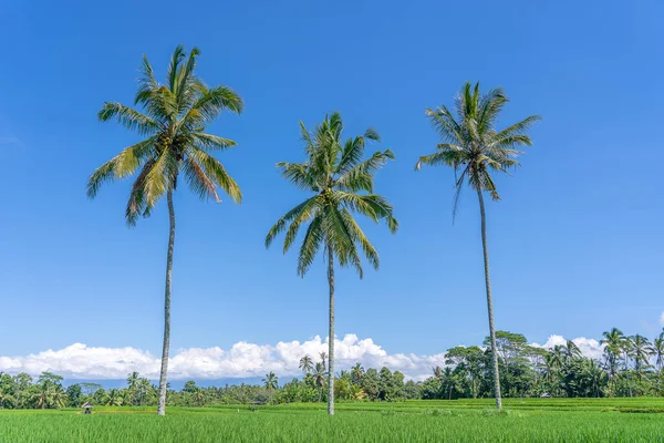 Tres Grandes Palmeras Coco Terrazas Arroz Verde Contra Cielo Azul — Foto de Stock