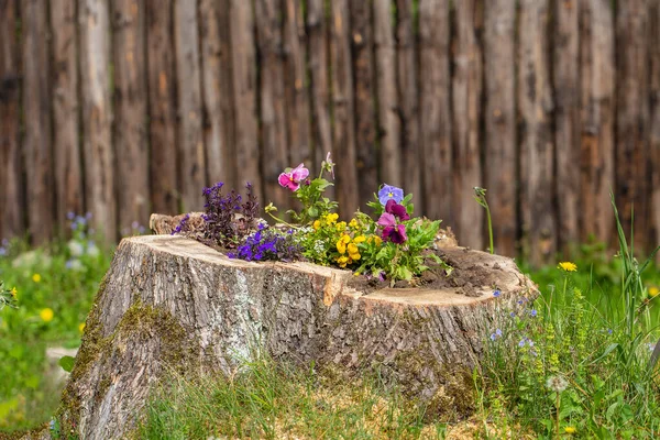 Dekoratives Blumenbeet Mit Blumen Auf Dem Baumstumpf Garten Nahaufnahme — Stockfoto