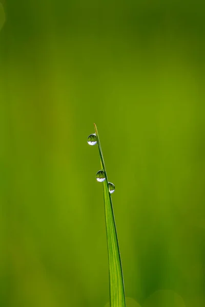 Groene Rijst Stengel Achtergrond Met Waterdruppels Gras Stengels Met Waterdruppels — Stockfoto