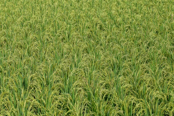 Campo Com Talos Arroz Verde Ubud Ilha Bali Indonésia Close — Fotografia de Stock