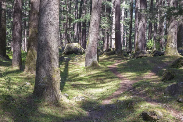 Kiefernwald Bei Manali Bundesstaat Himachal Pradesh Indien Schöner Deodar Wald — Stockfoto