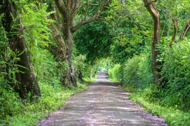 Ağaç tüneli gibi büyük yeşil ağaçların yanındaki uzun yol. Tanzanya, Doğu Afrika.