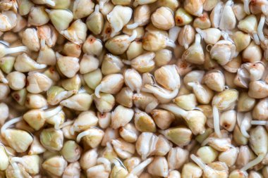 Filizlenmiş ve çok kullanışlı yeşil karabuğday taneleri. Sağlıklı yiyecekler. Taze yeşil karabuğday filizleri arka planda, yakın plan, üst manzara