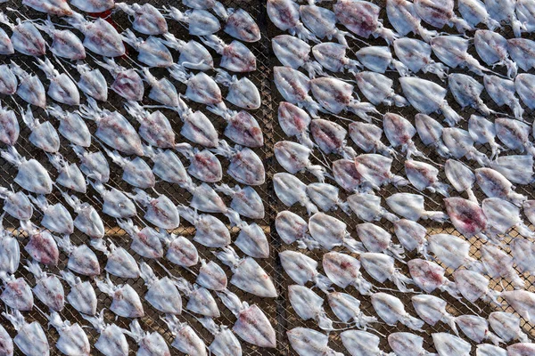 Lulas Frescas São Secas Sol Ilha Koh Phangan Tailândia Perto — Fotografia de Stock