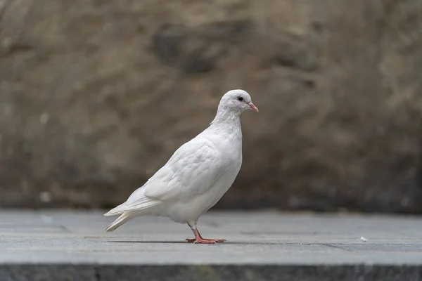 Weiße Taube Sitzt Auf Dem Bürgersteig Einem Bergdorf Der Nähe — Stockfoto