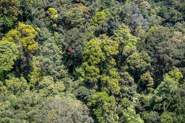 Alberi Tropicali Nella Foresta Della Giungla Una Collina Montagna Vicino — Foto Stock