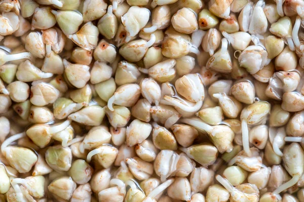 Filizlenmiş ve çok kullanışlı yeşil karabuğday taneleri. Sağlıklı yiyecekler. Taze yeşil karabuğday filizleri arka planda, yakın plan, üst manzara