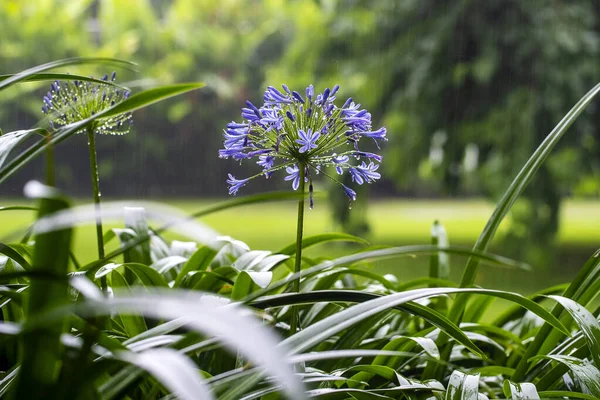 Agapanthus Praecox Blauwe Lelie Bloem Tijdens Tropische Regen Close Afrikaanse — Stockfoto