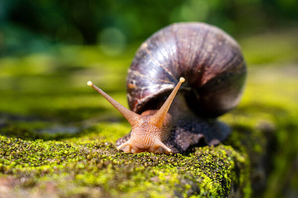Big snail in shell crawling on moss, summer day in garden in Arusha, Tanzania, East Africa, close up