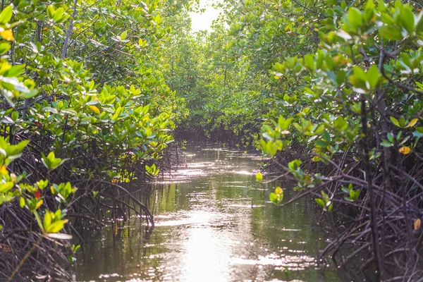 Mangrove Träd Vid Havet Zanzibar Tanzania Östafrika — Stockfoto