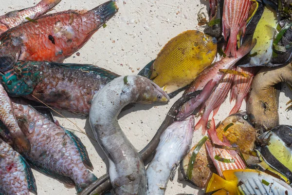 Pesce Fresco Mare Mercato Alimentare Strada Dell Isola Zanzibar Tanzania — Foto Stock