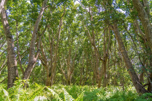 Jungle Forest Clear Sunny Day Island Zanzibar Tanzania East Africa — Stock Photo, Image