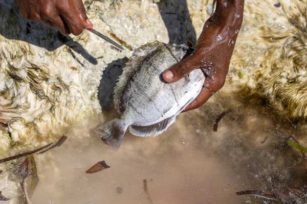 Hombre Africano Prepara Pescado Mar Para Venta Isla Zanzíbar Tanzania —  Fotos de Stock