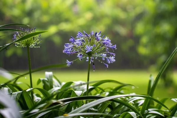 Agapanthus praecox, blue lily flower during tropical rain, close up. African lily or Lily of the Nile is popular garden plant in Amaryllidaceae family. Tanzania, east Africa