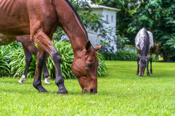 Häst Betar Grönt Gräs Den Tropiska Trädgården Tanzania Östra Afrika — Stockfoto