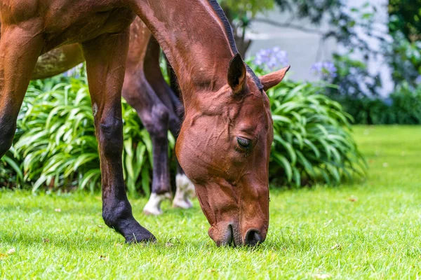 Cavalo Pastando Grama Verde Jardim Tropical Tanzânia África Oriental — Fotografia de Stock