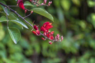 Vietnam bahçesinde kırmızı tropikal çiçekleri olan renkli bir yaz ağacı.