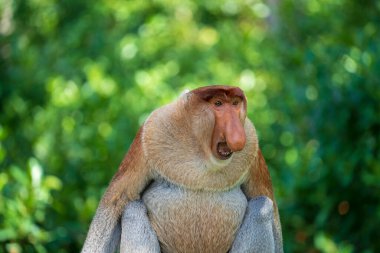 Malezya 'nın Borneo adasındaki yağmur ormanlarında yaşayan vahşi bir Probosci maymunu ya da Nasalis larvası portresi. Büyük burunlu harika bir maymun..
