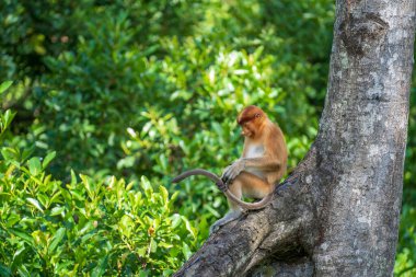 Malezya 'nın Borneo adasındaki yağmur ormanlarında yaşayan vahşi bir Probosci maymunu ya da Nasalis larvası portresi. Büyük burunlu harika bir maymun..