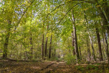 Sonbaharda ormanın ortasında bir yolun alçak açılı görüntüsü. Ağaçlar sonbaharda bir yolun üzerinde tünel oluşturuyorlar. Ukrayna