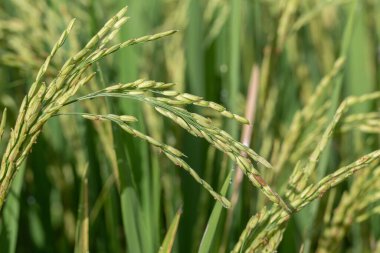 Yeşil pirinç saplı tarla. Ubud, Bali Adası, Endonezya. Yeşil pirinç teraslarını kapatın.