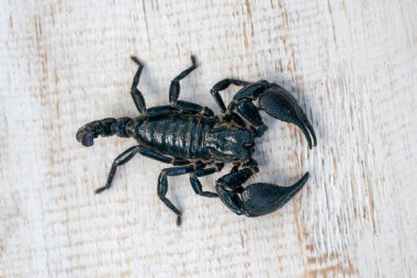 Ubud, Bali adası, Endonezya 'da beyaz ahşap arka planda Asya kara akrebi. Kapat.