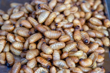 Tayland 'da sokak yemeklerinde kızarmış ipek solucanları. İyice kızarana kadar kızarırlar. Ta ki gevrek, tuzlu ve protein açısından zengin bir atıştırmalık olana kadar..