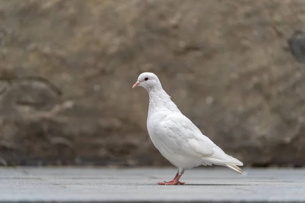 Weiße Taube Sitzt Auf Dem Bürgersteig Einem Bergdorf Der Nähe — Stockfoto