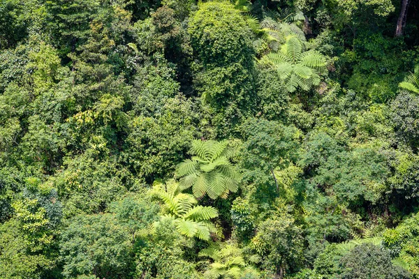 Τροπικά Δέντρα Στο Δάσος Ζούγκλα Ένα Λόφο Βουνό Κοντά Στην — Φωτογραφία Αρχείου