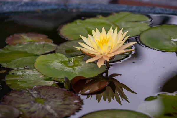 Yellow lotus flower in a pond, Vietnam. Close up
