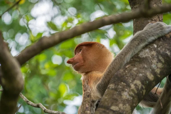 Muotokuva Villi Proboscis Apina Tai Nasalis Toukat Sademetsässä Saarella Borneo — kuvapankkivalokuva