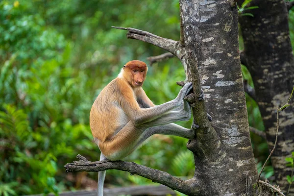 Portré Egy Vad Proboscis Majom Vagy Nasalis Larvatus Esőerdőben Borneo — Stock Fotó