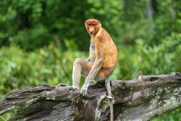 Ritratto Una Scimmia Proboscide Selvatica Nasalis Larvatus Nella Foresta Pluviale — Foto Stock