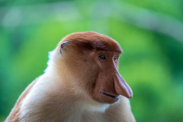 Porträt Eines Wilden Rüsselaffen Oder Nasalis Larven Regenwald Der Insel — Stockfoto