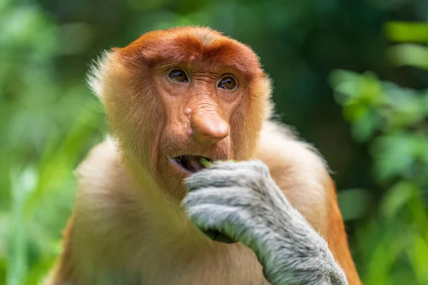 Retrato Macaco Proboscis Selvagem Larvatus Nasalis Floresta Tropical Ilha Bornéu — Fotografia de Stock