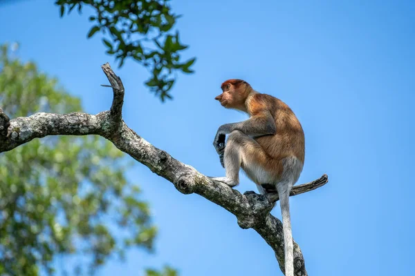 Retrato Mono Salvaje Proboscis Larvatus Nasalis Selva Tropical Isla Borneo — Foto de Stock