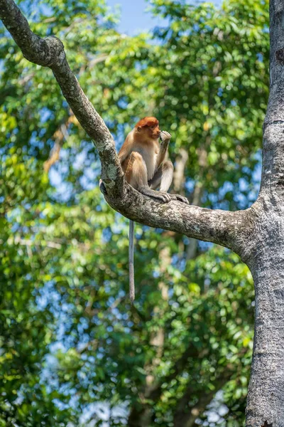 Retrato Mono Salvaje Proboscis Larvatus Nasalis Selva Tropical Isla Borneo — Foto de Stock