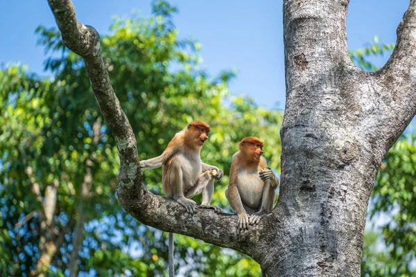 Portrait Wild Proboscis Monkey Nasalis Larvatus Rainforest Island Borneo Malaysia — Stock Photo, Image