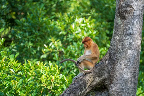 Malezya 'nın Borneo adasındaki yağmur ormanlarında yaşayan vahşi bir Probosci maymunu ya da Nasalis larvası portresi. Büyük burunlu harika bir maymun..