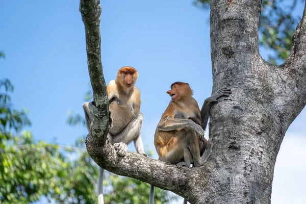 ボルネオ島 マレーシアの熱帯雨林で 野生のプロボシス猿またはナサリ幼虫の肖像画が閉じます 鼻が大きい素晴らしい猿 — ストック写真