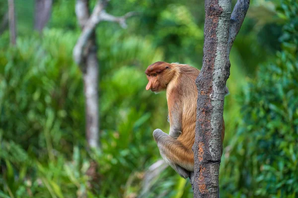 Retrato Mono Salvaje Proboscis Larvatus Nasalis Selva Tropical Isla Borneo — Foto de Stock