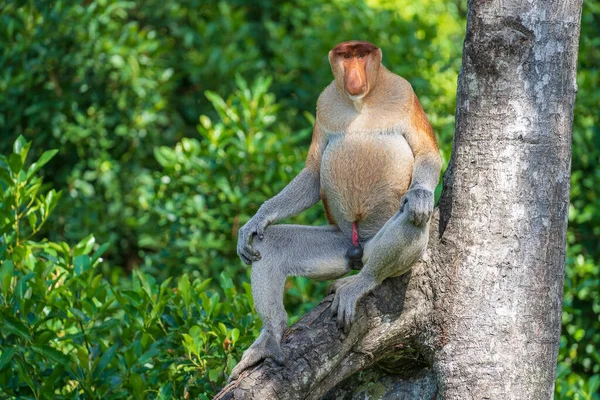 ボルネオ島 マレーシアの熱帯雨林で 野生のプロボシス猿またはナサリ幼虫の肖像画が閉じます 鼻が大きい素晴らしい猿 — ストック写真