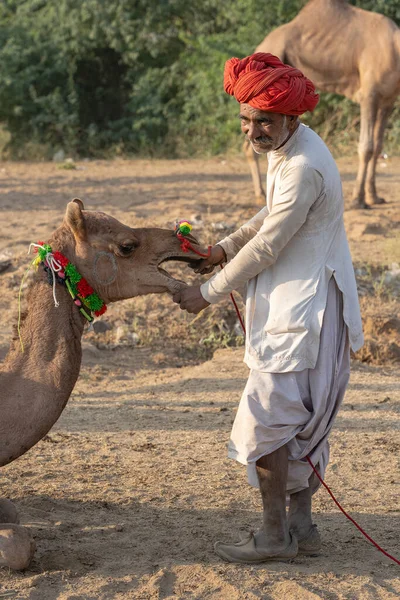プシュカル インド 2018年11月14日 インドのラジャスタン州プシュカルの聖なる都市プシュカル近くのプシュカル キャメル メラの間 砂漠の中のインド人男性とラクダの群れ このフェアは世界最大のラクダの取引フェアです — ストック写真