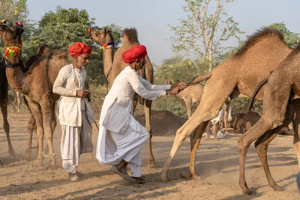 プシュカル インド 2018年11月14日 インドのラジャスタン州プシュカルの聖なる都市プシュカル近くのプシュカル キャメル メラの間 砂漠の中のインド人男性とラクダの群れ このフェアは世界最大のラクダの取引フェアです — ストック写真