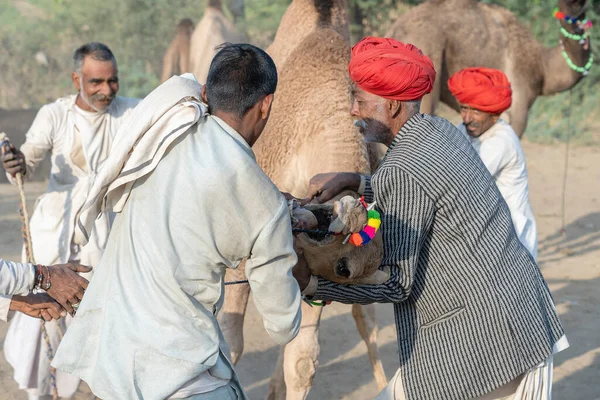 Pushkar India 2018年11月14日 印度拉贾斯坦邦普什卡市附近的普什卡骆驼村 Pushkar Camel Mela 印度男子和骆驼群 这次展会是世界上最大的骆驼交易会 — 图库照片