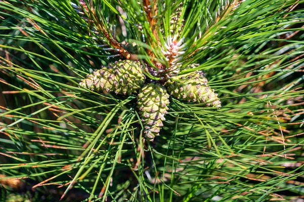 森の中の緑の色をした若い針葉樹のコーン 背景に緑色の円錐形をした松の枝 松果体 クリスマスツリー ウクライナのキエフ — ストック写真