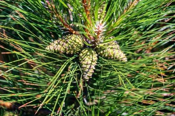 Unga Barrträd Grön Färg Skog Tallgren Med Gröna Kottar Bakgrunden — Stockfoto