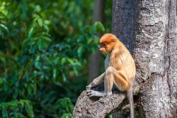马来西亚婆罗洲热带雨林中的野生Proboscis猴或Nasalis Larvatus就在附近 猴子正坐在树上 — 图库照片